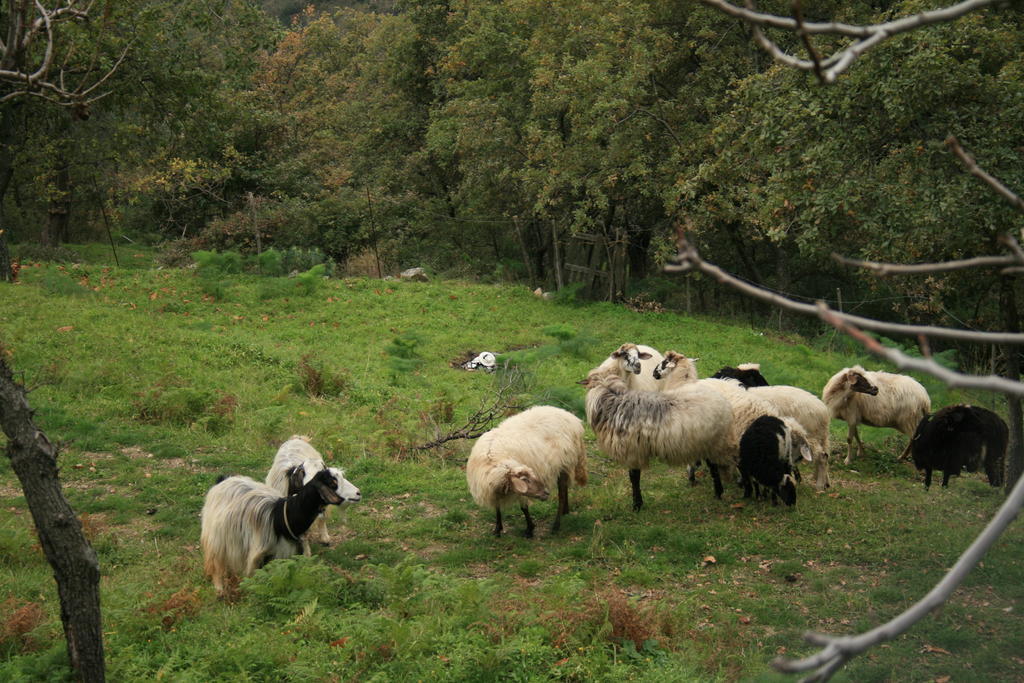 Agriturismo San Cataldo Motta Camastra Zewnętrze zdjęcie